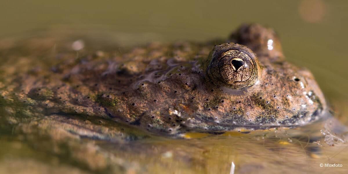 Gelbbauchunke - Bombina variegata