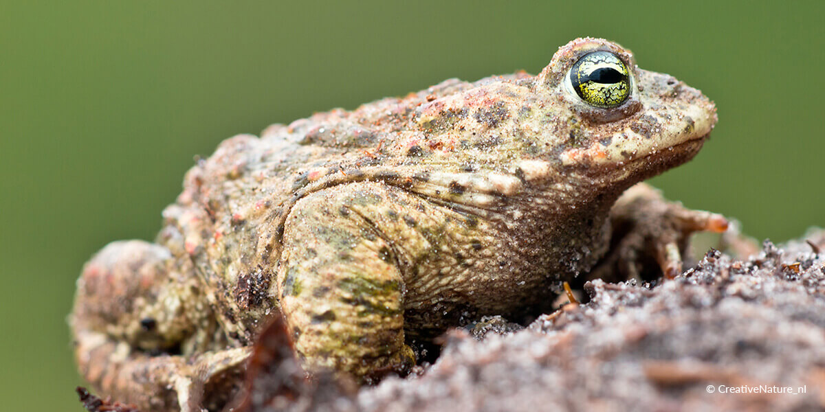 Kreuzkröte - Bufo calamita