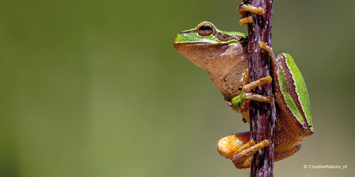 Laubfrosch - Hyla arborea