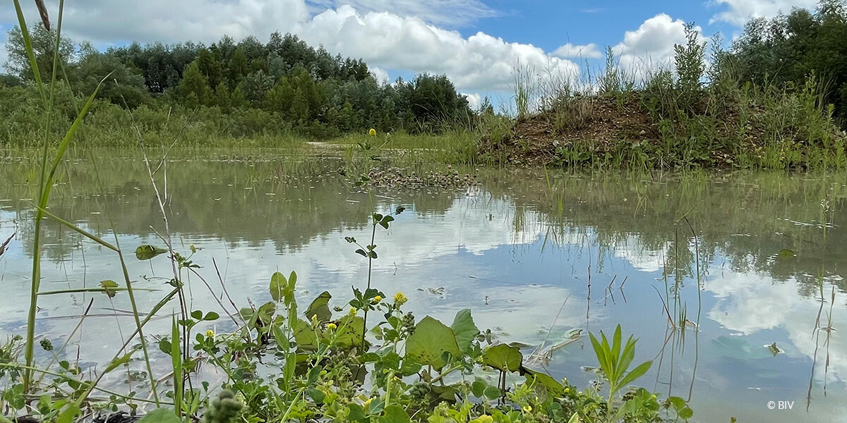 Lebensraum des Laubfroschs