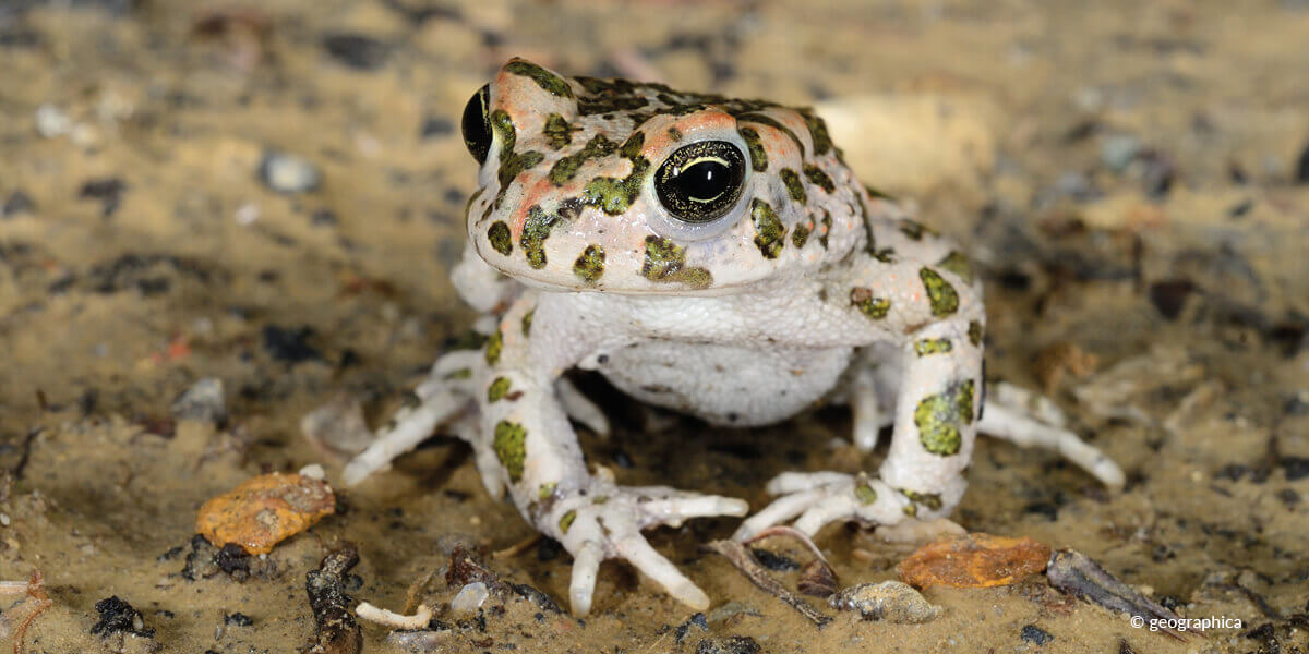 Wechselkröte - Bufo viridis